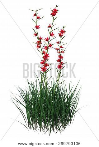 3D Rendering Polygala Violacea Flowers On White