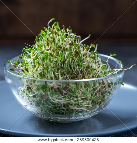 Young Sprout Microgreen, Alfa Alfa Micro Greens, Vitamin And Energy Diet, Vegan Healthy Food