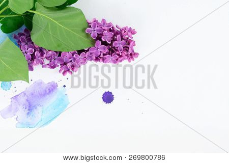 Volet Lilac Flowers Over White Background With Watercolor Paint Splashes, Flat Lay Flower Compositio