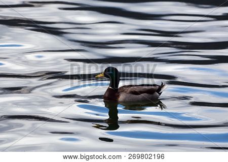 Wild Male Duck Swimming In The Lake