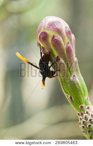 Vespula Germanica Is On The Flowers In Nature