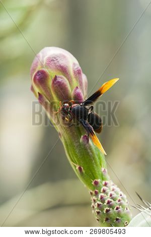 Vespula Germanica Is On The Flowers In Nature
