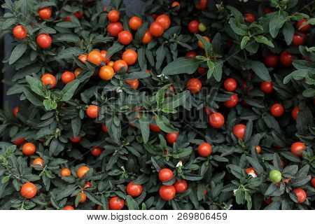 Winter Cherry Plant Solanum Pseudocapsicum Ornamental Plant For Christmas.