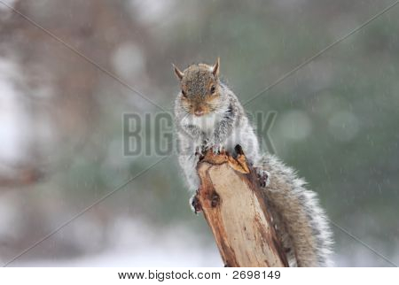 Scoiattolo su un ceppo