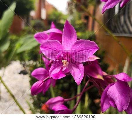 Spathoglottis Plicata, Large Purple Orchid In An Ornamental Garden. Tropical Exotic Flower With Deta