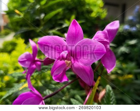 Specimen Of Spathoglottis Plicata, Large Purple Orchid. Tropical Exotic Flower With A Green Nature B