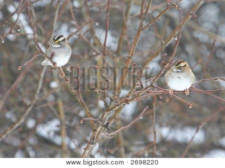 Passeri In una tempesta di neve
