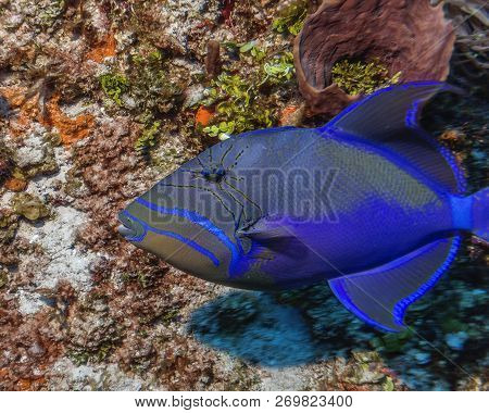 Maldives. The Royal Triggerfish (balistes Vetula) Is A Frequent Guest Of Coral Reefs.