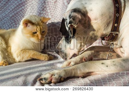 English Pointer And The Cat Lie On The Couch On A Sunny Day