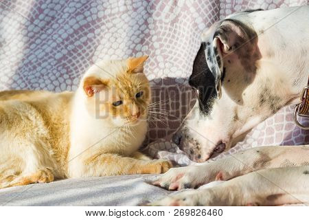 English Pointer And The Cat Lie On The Couch On A Sunny Day