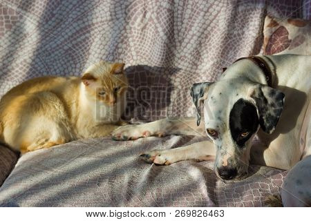 English Pointer And The Cat Lie On The Couch On A Sunny Day