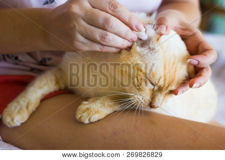 Women Cleans Cats Ears
