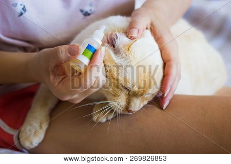 Women Cleans Cats Ears