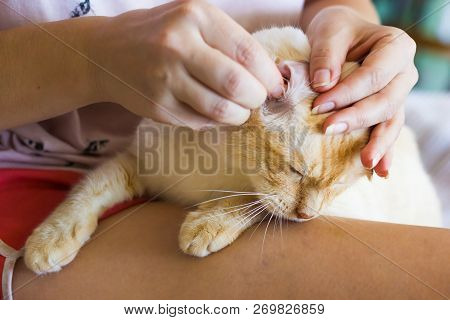 Women Cleans Cats Ears