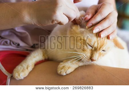 Women Cleans Cats Ears