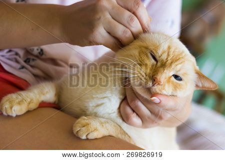 Women Cleans Cats Ears