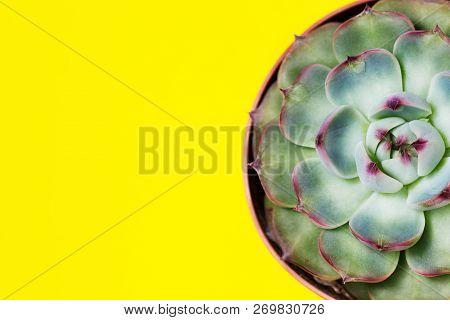 Flat Lay Of A Green Plant Secculent Over Yellow Background With Copy Space. Design, Inrerior, Style