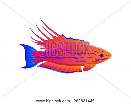 Filamented Flasher Wrasse Exotic Ocean Fish Banner, Vector Illustration Of Multicolored Animal With 