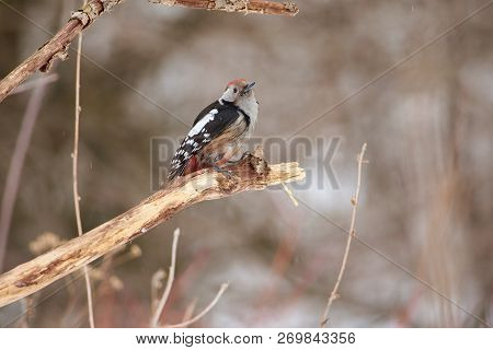 Middle Spotted Woodpecker (dendrocoptes Medius) Sits Half-turn On Dry Oak Branch In A Forest Park (i