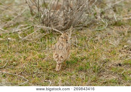 Crested Lark (galerida Cristata) Sits On The Field In Its Natural Habitat (almost Invisible Due To I