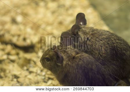 Degu Close Up, Shallow Dof.the Name Degu On Its Own Indicates Either The Entire Genus Octodon Or, Mo