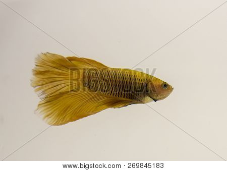 Siamese Fighting Fish Yellow Halfmoon Betta Splendens. The Fish Can Be Found In Standing Waters Of C