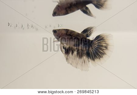 Siamese Fighting Fish Marble White Black Grey Halfmoon Betta Splendens With Reflection. Aquarium Spe