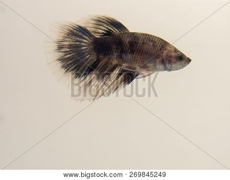 Siamese Fighting Fish Marble White Black Grey Halfmoon Betta Splendens. In The Wild, They Exhibit St