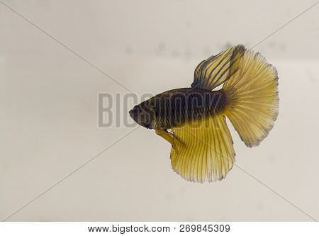 Siamese Fighting Fish Blue Yellow Halfmoon Betta Splendens With Reflection. The Fish Is Naturally En