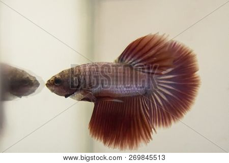 Siamese Fighting Fish Red Pink Halfmoon Betta Splendens. Seeing The Popularity Of These Fights, The 