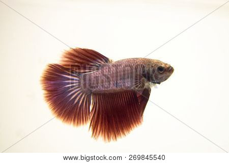 Siamese Fighting Fish Red Pink Halfmoon Betta Splendens. Bettas Are Also Affected By The Ph Levels O