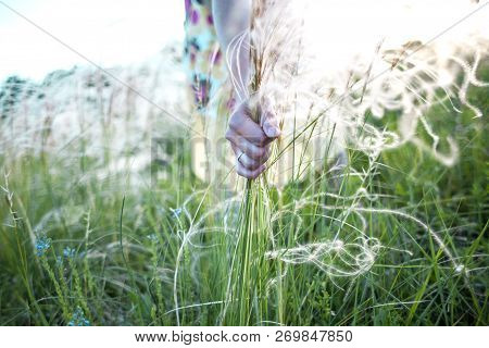 The Girl Plucks The Feather Grass.
