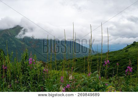 Beautiful View Of Hatcher Pass In Alaska With Fireweed And Other Wildflowers On An Overcast, Foggy A