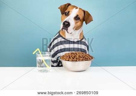 Funny Dog In Pajamas Having Breakfast At Table. Illustrative Concept Of Puppy With Bowl Of Pet Food 