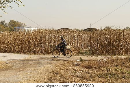 Farmer Driving His Bicycle With Rae Srrows Plant  In The Rural Countryside Of Beijing, China - Ekate