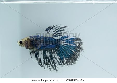 White Blue, Fancy Siamese Fighting Fish Posing In The Aquarium. Halfmoon Betta Splendens Species.