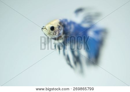 White Blue, Fancy Siamese Fighting Fish Posing In The Aquarium. Halfmoon Betta Splendens Species.