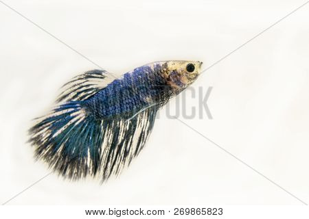 White Blue, Fancy Siamese Fighting Fish Posing In The Aquarium. Isolated On White Background. Halfmo