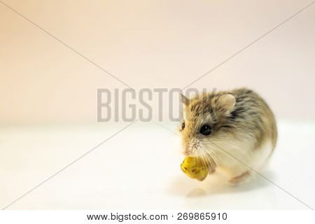 Roborovski Hamster Eating Food With Solid Background.