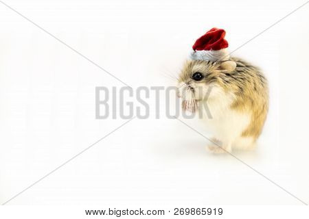 Roborovski Hamster With Santa Hat Isolated On White Background, Hands Folded.