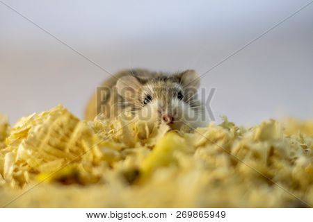 Roborovski Hamster In Wood Shavings Or Flakes With Solid Gray Background.