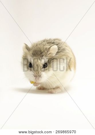 Roborovski Hamster Isolated On White Background, Looking To The Viewer, Food In Hands.