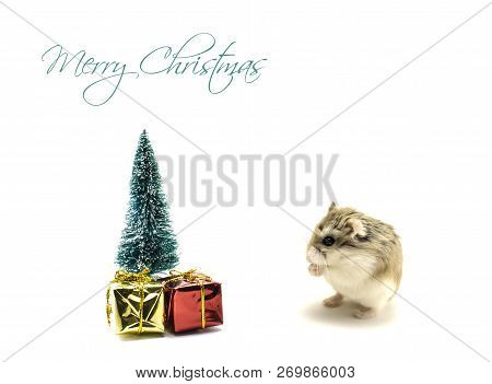 Roborovski Hamster Standing In Front Of The Christmas Tree With Presents Isolated On White Backgroun