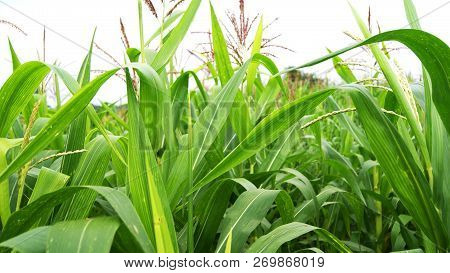 Green Corn Field / Close Up Of Tree Corn In Green Farm Of Fresh Plants Growing In Agriculture Field 