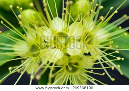 Rose Apple Flowers Blossoming On The Tree / Close Up Green And Yellow Pollen Flower Rose Apple With 