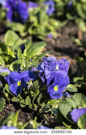 Garden Potters (viola Wittrockiana) Thrive In The Garden.