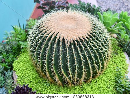 Garden Cactus / Golden Barrel Cactus Flower Close Up Of Green Cactus Plant Round With Thorn - Garden