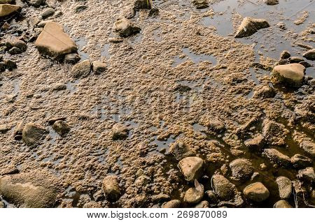 Layer Of Frog Eggs On Top Of Still River Near Shore With Large Rocks Around The Eggs.