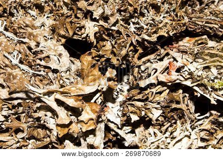 Dry Mosses And Lichens.moss And Lichen Background.dried Lichens And Mosses.
