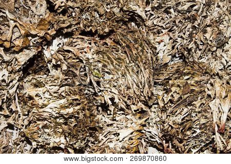 Dry Mosses And Lichens.moss And Lichen Background.dried Lichens And Mosses.